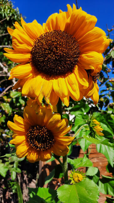 GirasOl géant au jardin